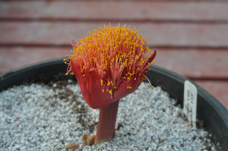 Haemanthus namaquensis (c) copyright 2010 by Shields Gardens Ltd.  All rights reserved.