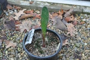 Haemanthus nortieri Leaf (c) copyright 2011 by James E. Shields.  All rights reserved.