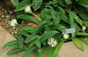 Haemanthus pauculifolius at Kirstenbosch (c) copyright 2007 by Shields Gardens Ltd.  All rights reserved.