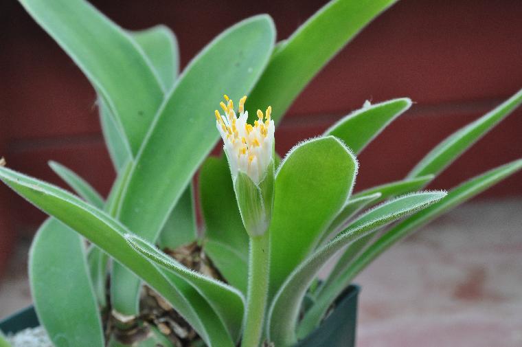 Haemanthus paucullifolius (c) copyright 2010 by Shields Gardens Ltd.  All rights reserved.