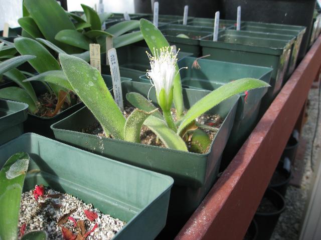Haemanthus pauculifolius (c) copyright 2009 by Shields Gardens Ltd.  All rights reserved.