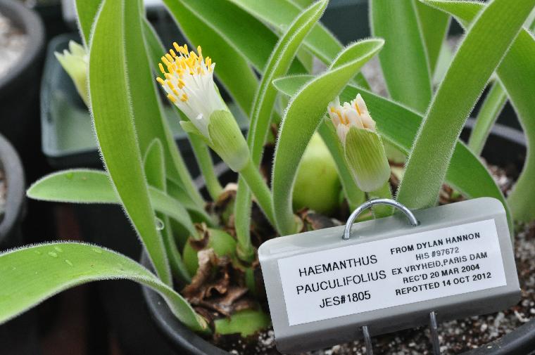 Haemanthus pauculifolius (c) copyright 2012 by James E. Shields.  All rights reserved.