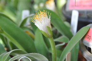 Haemanthus pauculifolius (c) 2011 by James E. Shields.  All rights reserved.