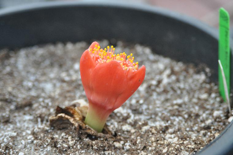 Haemanthus pubescens arenicolus (c) 