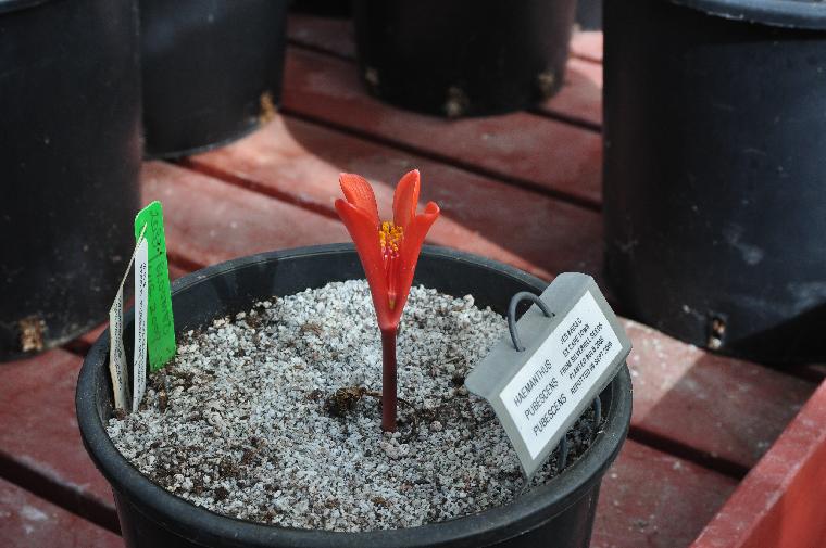 Haemanthus pubescens pubescens (c) copyright 2010 by Shields Gardens Ltd.  All rights reserved.