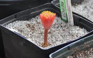 Haemanthus pubescens pubescens (c) copyright 2011 by James E. Shields.  All rights reserved.
