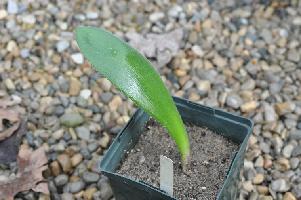 Haemanthus unifoliatus Leaf (c) copyright 2011 by James E. Shields.  All rights reserved.