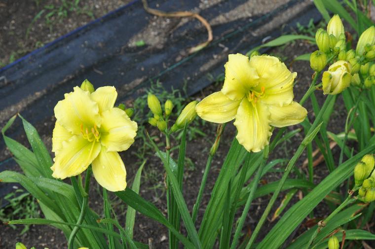 Hemerocallis Parade Queen (c) copyright 2010 by Shields Gardens Ltd.  All rights reserved.