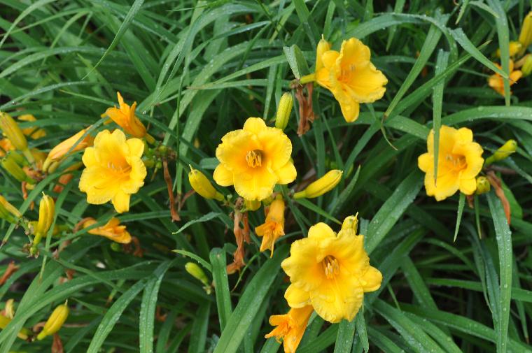 Hemerocallis Stella De Oro (c) copyright 2010 by Shields Gardens Ltd.  All rights reserved.