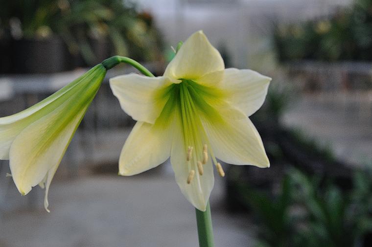 Hippeastrum aglaiae (c) copyright 2010 by Shields Gardens Ltd.  All rights reserved.