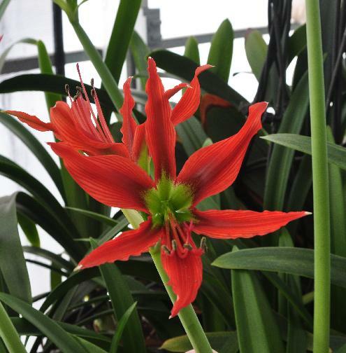 Hippeastrum aulicum (c) copyright 2010 by Shields Gardens Ltd.  All rights reserved.