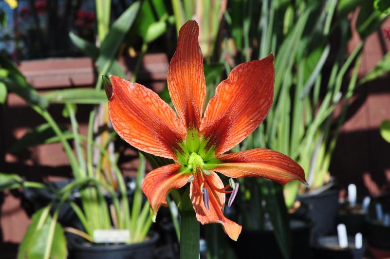 Hippeastrum aulicum var. robustum (c) copyright 2013 by James E. Shields.  All rights reserved.