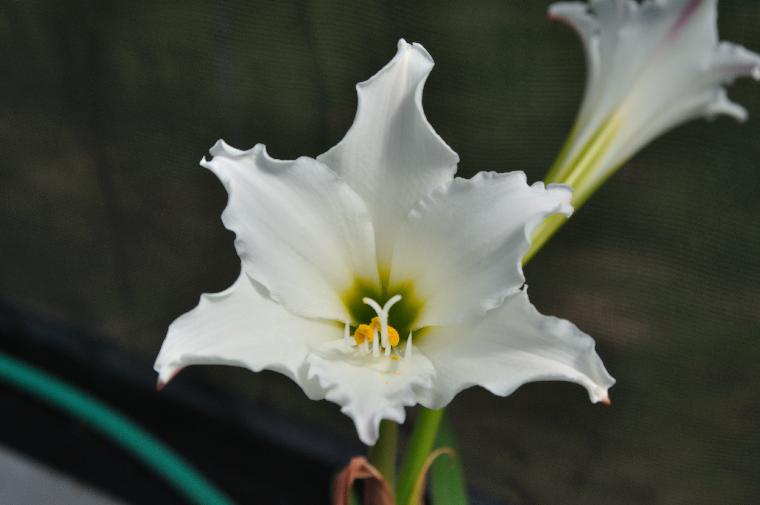 Hippeastrum brasilianum (c) copyright 2010 by Shields Gardens Ltd.  All rights reserved.