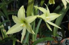 Hippeastrum evansiae clone #1 (c) copyright 2007 by Shields Gardens Ltd. All rights reserved.