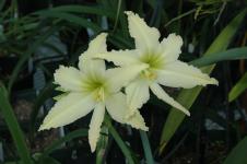 Hippeastrum evansiae clone #2 (c) copyright 2007 by Shields Gardens Ltd. All rights reserved.