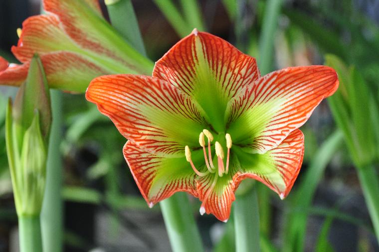 Hippeastrum glaucescens (c) copyright 2012 by James E. Shields.  All rights reserved.