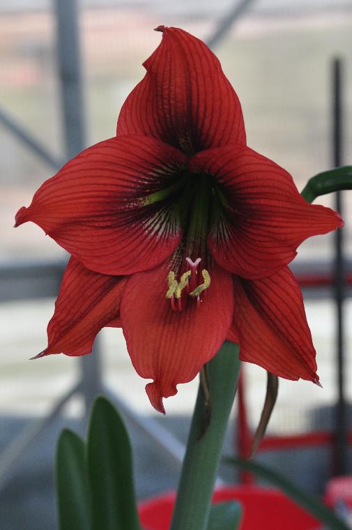Hippeastrum morelianum hybrid (c) copyright 2012 by James E. Shields.  All rights reserved.