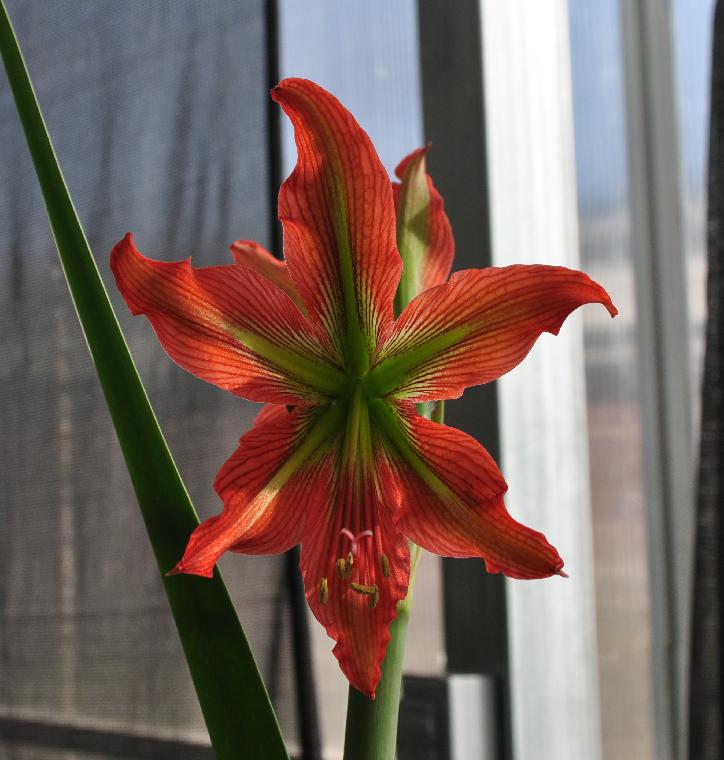 Hippeastrum morelianum hybrid (c) copyright 2012 by James E. Shields.  All rights reserved.