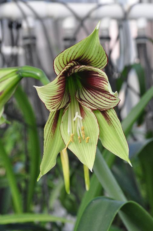 Hippeastrum papilio (c) copyright 2012 by James E. Shields.  All rights reserved.