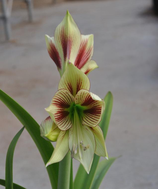 Hippeastrum papilio 