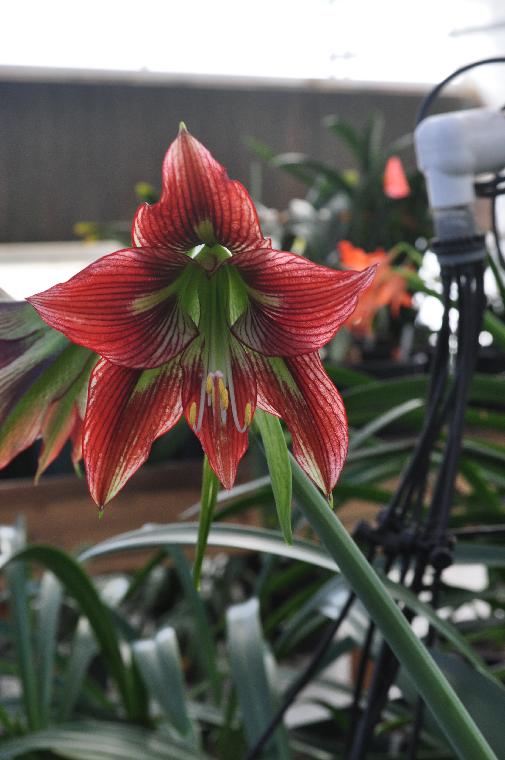 Hippeastrum [papilio x mandonii] #1455.H (c) copyright 2012 by James E. Shields.  All rights reserved.