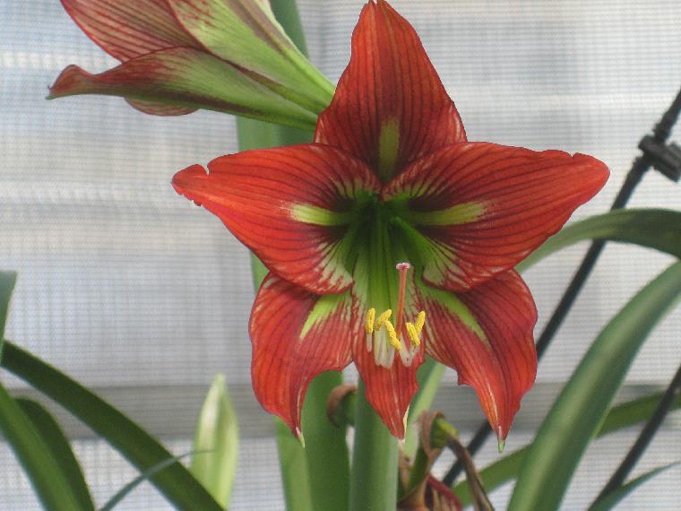 Hippeastrum [papilio x mandonii] (c) copyright 2010 by Shields gardens Ltd. All rights reserved.