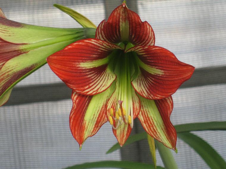 Hippeastrum [papilio x mandonii] (c) copyright 2010 by Shields Gardens Ltd. All rights reserved.