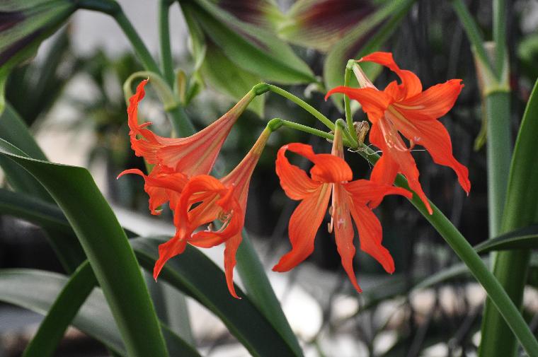 Hippeastrum petiolatum (c) copyright 2012 by James E. Shields.  All rights reserved.
