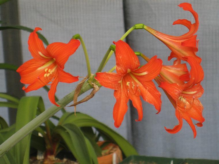 Hippeastrum p[etiolatum (c) copyright 2010 by Shields Gardens Ltd. All rights reserved.