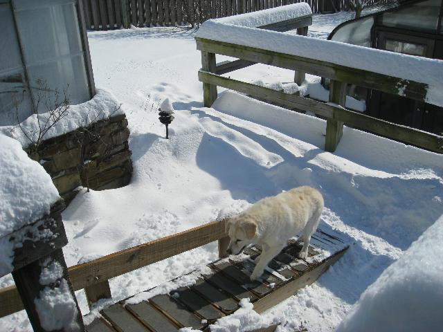 Homer in the Snow (c) copyright 2009 by Shields Gardens Ltd.  All rights reserved.