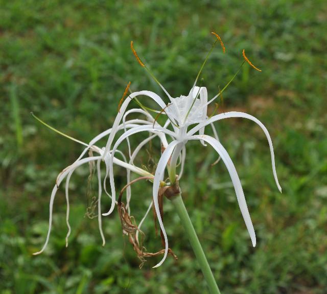 Hymenocallis azteciana (c) copyright 2010 by Shields Gardens Ltd.  All rights reserved.