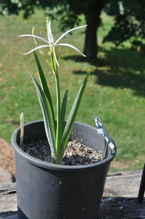 Hymenocallis cf. nayaritiana (c) copyright 2011 by James E. Shields.  All rights reserved.