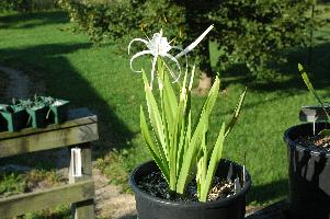 Hymenocallis durangoensis (c) copyright 2007 by Shields Gardens Ltd.  All rights reserved.