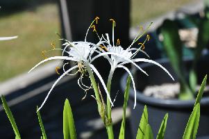 Hymenocallis durangoensis (c) copyright 2012 by James E. Shields.  All rights reserved.