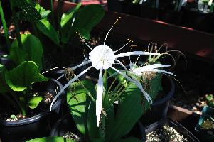 Hymenocallis eucharidifolia (c) copyright 2012 by James E. Shields.  All rights reserved.