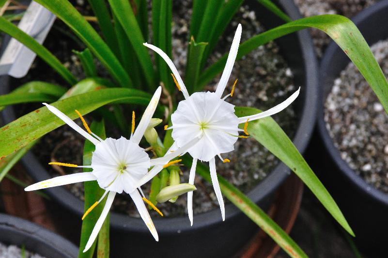 Hymenocallis franklinensis (c) copyright 2013 by James E. Shields.  All rights reserved.