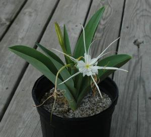 Hymenocallis glauca (c) copyright 2007 by Shields Gardens Ltd.  All rights reserved.