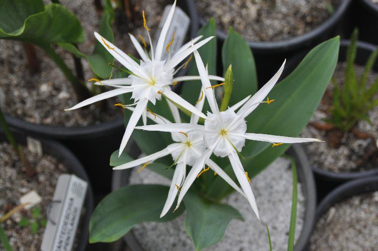 Hymenocallis glauca (c) copyright 2011 by James E. Shields.  All rights reserved.