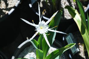 Hymenocallis glauca (c) copyright 2012 by James E. Shields.  All rights reserved.