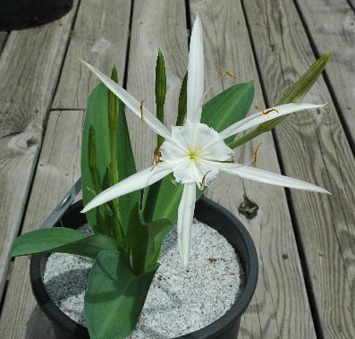 Hymenocallis glauca (c) copyright 2008 by Shields Gardens Ltd.  All rights reserved.