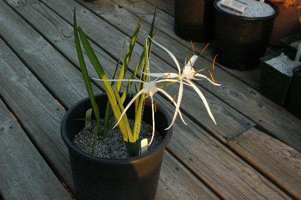 Hymenocallis guerreroensis (c) copyright 2008 by Shields Gardens Ltd.  All rights reserved.