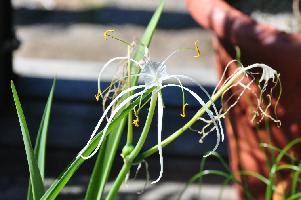 Hymenocallis guerreroensis (c) copyright 2012 by James E. Shields.  All rights reserved.