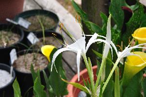 Hymenocallis imperialis (c) copyright 2012 by James E. Shields.  All rights reserved.