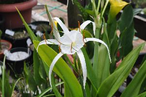 Hymenocallis imperialis (c) copyright 2012 by James E. Shields.  All rights reserved.