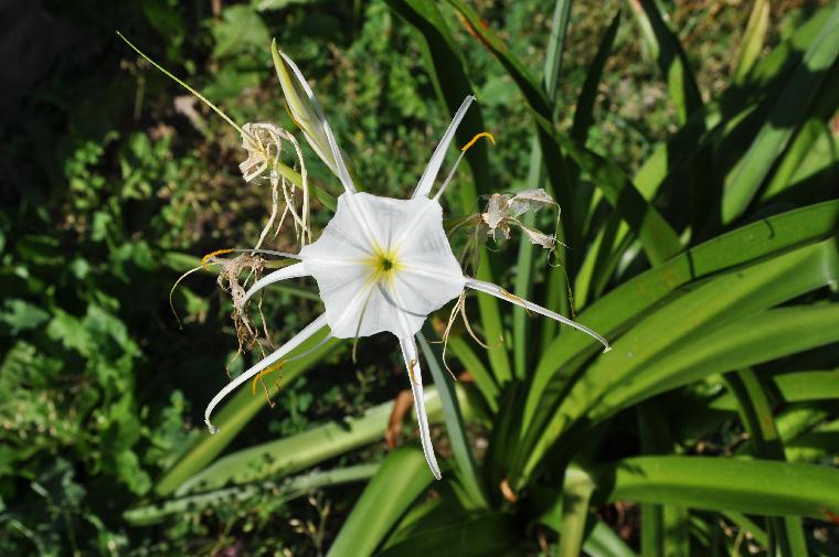 Hymenocallis liriosme (c) Shields Gardens Ltd.  All rights reserved.