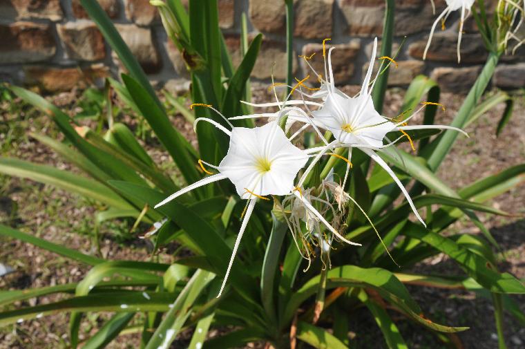 Hymenocallis liriosme (c) copyright 2011 by James E. Shields.  All rights reserved.