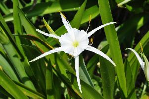 Hymenocallis liriosme (c) copyright 2012 by James E. Shields.  All rights reserved.