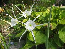 Hymenocallis occidentalis (c) copyright 2009 by Shields Gardens Ltd.  All rights reserved.
