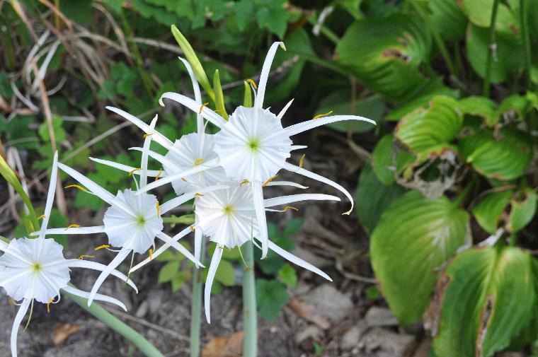 Hymenocallis occidentalis (c) Copyright 2011 by James E. Shields.  All rights reserved.