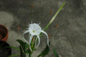 Hymenocallis riparia (c) copyright 2007 by Shields Gardens Ltd.  All rights reserved.